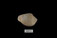 藏品(鼬耳螺)的圖片